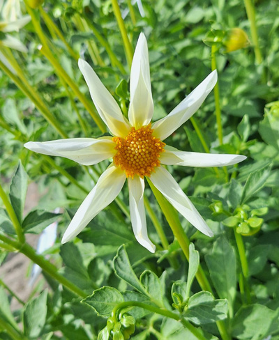 DÁLIA (GEORGÍNA) HONKA WHITE - 10 ks